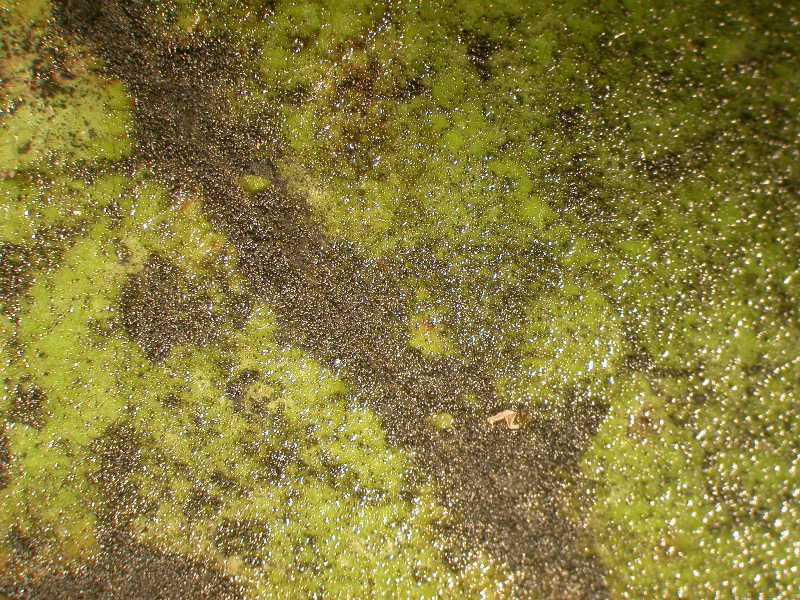 Black mildew and sooty mold